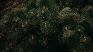 spruce, branches, needles, green, close up