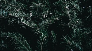 spruce, branches, thorns - wallpapers, picture