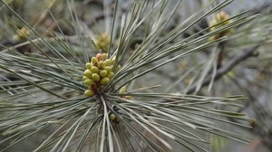 spruce, branches, thorns, buds - wallpapers, picture
