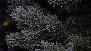 spruce, branches, needles - wallpapers, picture