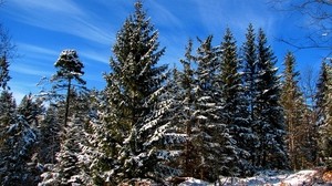 åt, träd, himmel, blå, moln, fläckar, ljushet, snö, vinter, skuggor