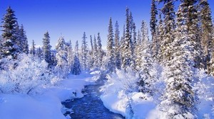 ate, trees, snow, river, snowdrifts, bushes, hoarfrost