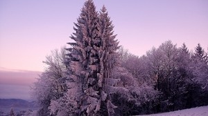 ate, snow, winter, purple - wallpapers, picture