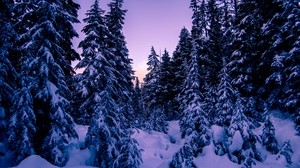 ate, snow, winter, evening - wallpapers, picture