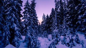 食べた、雪、冬、夕方