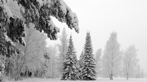 吃了，雪，冬天，树枝，沉重，林间空地，白霜，白发，白色，风景