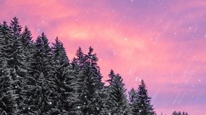 ate, snowfall, snow, sky, winter, forest