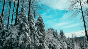 ate, winter, forest, sky