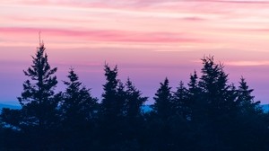 árboles, puesta de sol, nubes, niebla, rosa