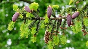spruce branch, cones, macro