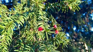 european yew, needles, flowers, branches - wallpapers, picture