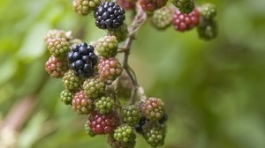 blackberry, berry, bush, green, black