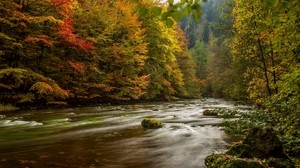 harz, tyskland, höst, flod, träd