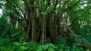 hawaii, botanical garden, trees - wallpapers, picture