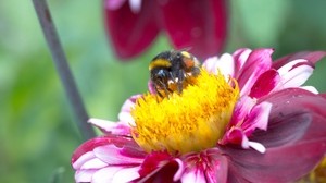 heroína, abeja, polinización