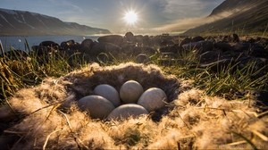 nest, eggs, light, grass