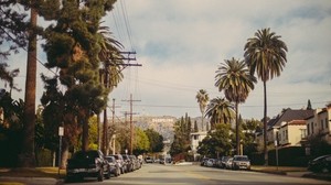 hollywood, road, palm trees
