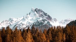 mountain, trees, forest, peak, snowy, cloudless sky