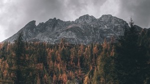 mountain, trees, top, top view, tops - wallpapers, picture