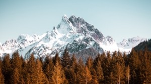 mountain, forest, trees, peak, snowy