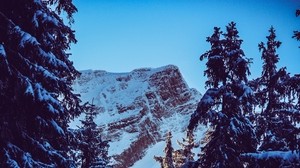 mountain, peak, snow, snowy, branches - wallpapers, picture