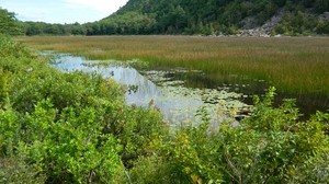 montagna, stagno, cespugli, natura