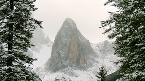 mountain, snow, branches, hill