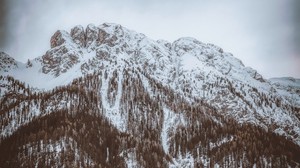 mountain, peak, snowy, trees