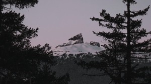 mountain, branches, snowy, peak, sunset