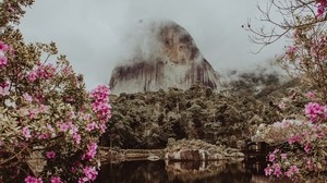mountain, water, fog, clouds, park, flowers, branches, pedra azul, brazil