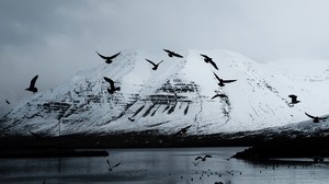 mountain, ravens, birds, lake, snow, glacier