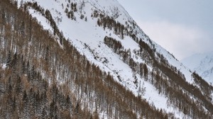 mountain, snowy, trees, snow, winter