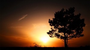 horizon, tree, bushes, sunset, evening, sun