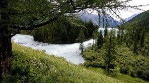 mountain river, trees, forest, gloom