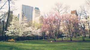 city, buildings, trees, flowers - wallpapers, picture
