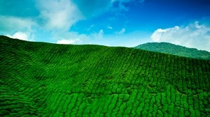 mountains, tea, plantation, greens, height