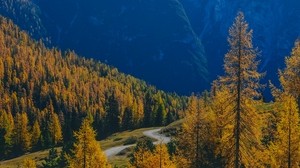 mountains, trees, fog, autumn, path