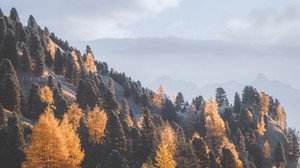 berg, träd, dimma, sluttning, landskap