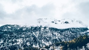 mountains, trees, fog, snow