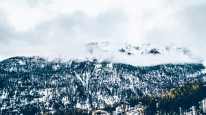 montañas, árboles, niebla, nieve