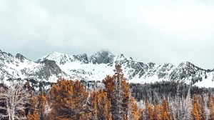 berg, träd, snöig, toppar - wallpapers, picture