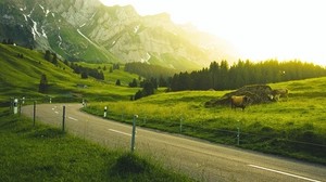 mountains, road, grass, sunlight, trees, landscape, Switzerland