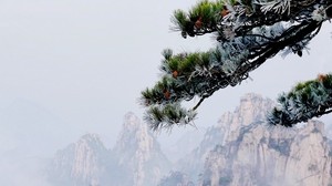 mountains, spruce, fog - wallpapers, picture