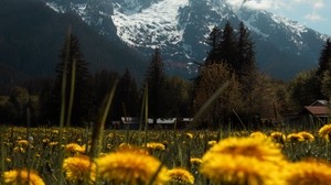 mountains, lawn, flowers, grass, landscape - wallpapers, picture