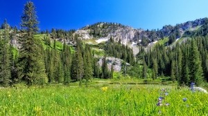 mountains, field, trees, landscape