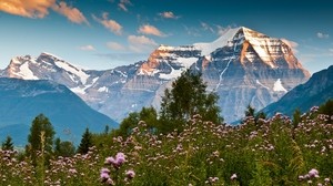 mountains, glade, flowers, thorns, peaks, snowy, sky, purity - wallpapers, picture