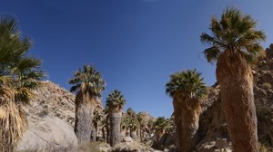 mountains, rocks, palm trees - wallpapers, picture