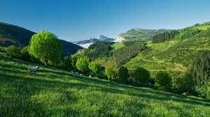 mountains, slope, sheep, grass, trees, summer