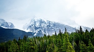 mountains, snow, peaks, trees - wallpapers, picture