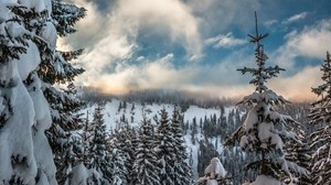 mountains, snow, winter, ate, branches, sky - wallpapers, picture